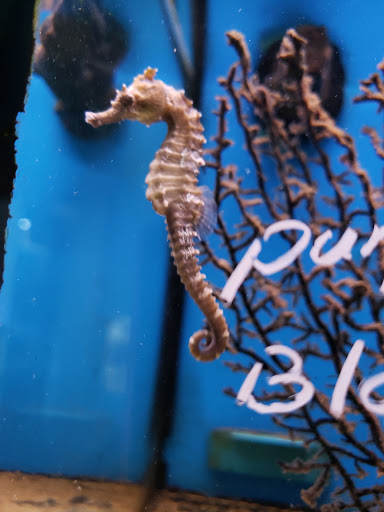 Pet Supply Store «Monrovia Tropical Fish», reviews and photos, 603 W Huntington Dr, Monrovia, CA 91016, USA