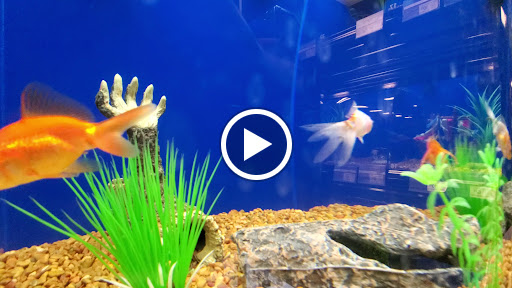 Pet Supply Store «PetSmart», reviews and photos, 15500 Panama City Beach Pkwy #340, Panama City Beach, FL 32413, USA