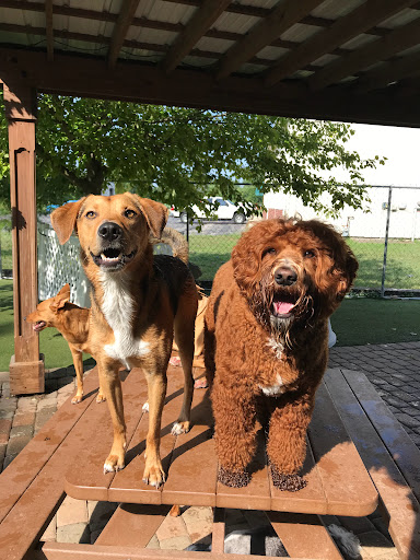 Pet Store «Happy, Clean and Smart», reviews and photos, 5700 W Kilgore Ave, Muncie, IN 47304, USA