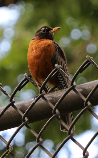 Zoo «Lords Park Zoo», reviews and photos, 325 Hiawatha Dr, Elgin, IL 60120, USA