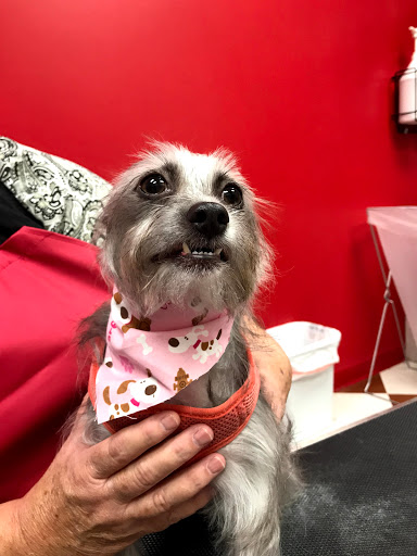 Pet Supply Store «Brown Dog Bakery», reviews and photos, 2310 SE Delaware Ave, Ankeny, IA 50021, USA