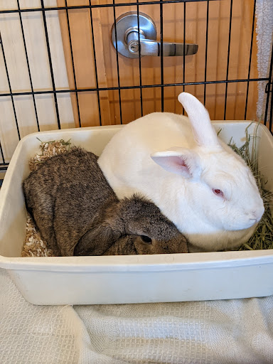 Pet Store «Tango PET DEPOT», reviews and photos, 11213 Lee Hwy, Fairfax, VA 22030, USA