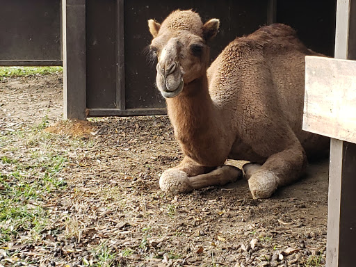Tourist Attraction «Barn Hill Preserve», reviews and photos, 11370 LA-955, Ethel, LA 70730, USA
