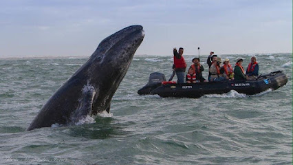 Avistamientos de ballenas TUNATOR TOURS