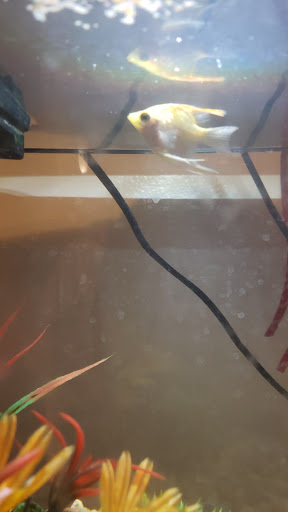 Pet Supply Store «Pet Supplies Plus», reviews and photos, 10 Glenridge Rd #3, Glenville, NY 12302, USA