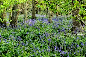 Burleigh Wood Nature Reserve image