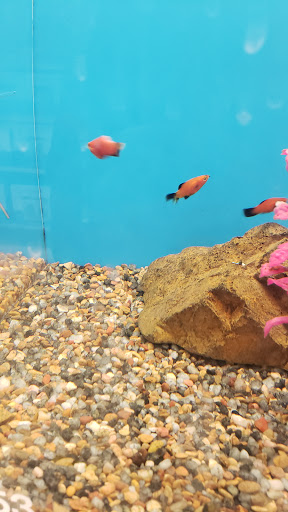 Pet Supply Store «PetSmart», reviews and photos, 67 Consumer Square, Plattsburgh, NY 12901, USA