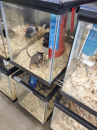 Pet Store «Parrots Of The World Aquarium and Pet Center», reviews and photos, 316 Sunrise Hwy #1, Rockville Centre, NY 11570, USA