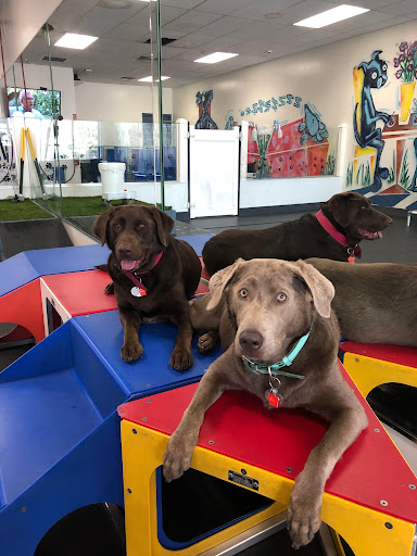 Paws 'n' Play Doggy Daycare