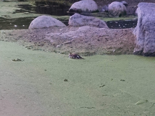 Park «Rood Bridge Park», reviews and photos, 4000 SE Rood Bridge Rd, Hillsboro, OR 97123, USA