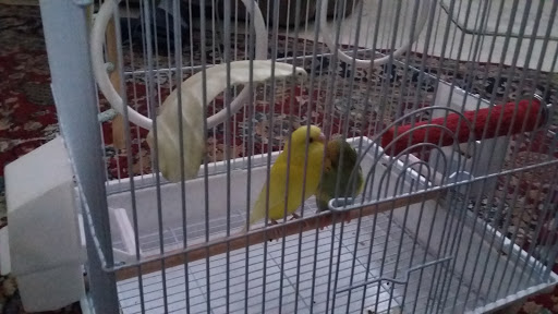 Pet Store «Fish-N-Pets Unlimited», reviews and photos, 11710 Bissonnet St, Houston, TX 77099, USA