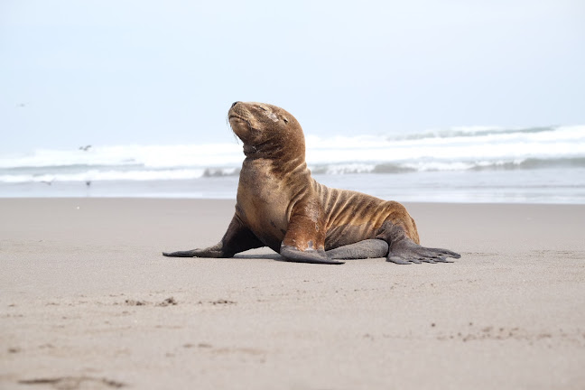 88W9+785, La Punta 04445