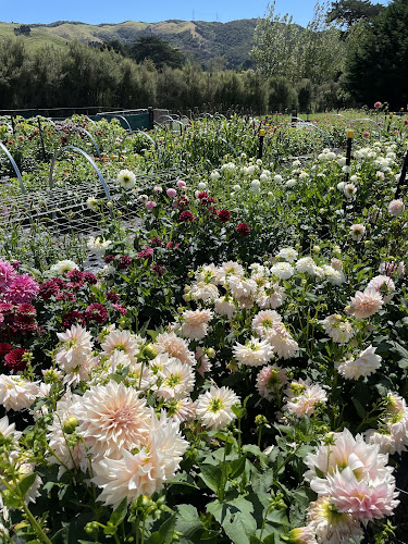 Reviews of Bloomin Beautiful NZ Ltd in Upper Hutt - Florist
