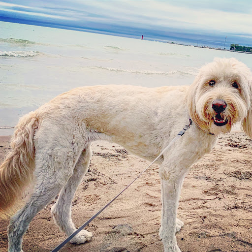 Kennel «Cedar Run Pet Boarding and Daycare», reviews and photos, 2705 Stonegate Ct, Hiawatha, IA 52233, USA