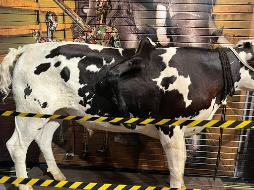 Museum «SKELETONS: Museum Of Osteology», reviews and photos, 8441 International Dr Suite 250, Orlando, FL 32819, USA