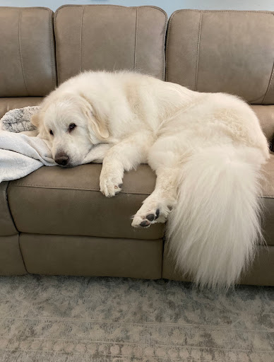 Fetching Canine Grooming and Boutique, 1490 W State Rd 434, Longwood, FL 32750, USA, 