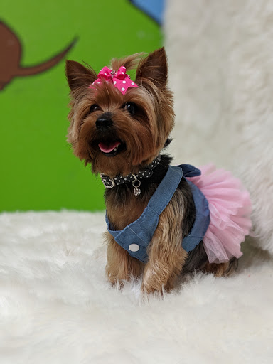 Pet Groomer «Glamour Pooch / Grooming Boutique», reviews and photos, 1590 Lomaland Dr, El Paso, TX 79935, USA