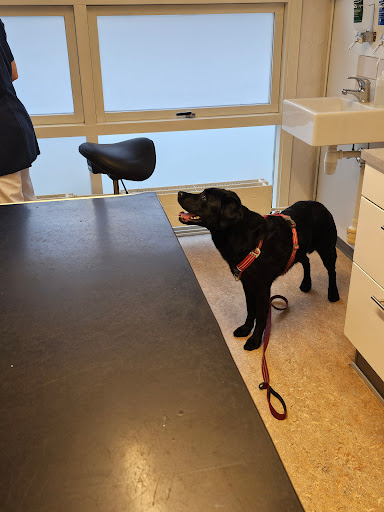 Evidensia Slotsbyen Dyreklinik in Hillerød, Hillerød
