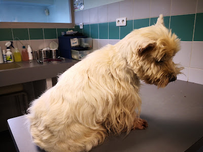 Clinique Veterinaire à Nevers