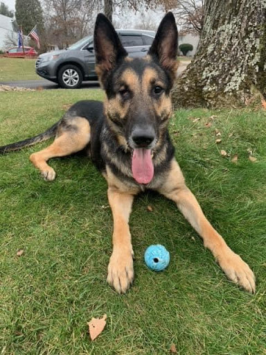 Pet Supply Store «Healthy Pet Products», reviews and photos, 3043 Washington Rd, McMurray, PA 15317, USA