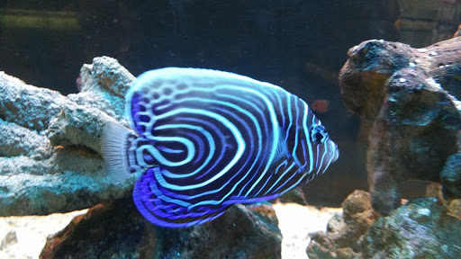 Pet Supply Store «Pet Supplies Plus», reviews and photos, 2840 Countryside Dr, Turlock, CA 95380, USA