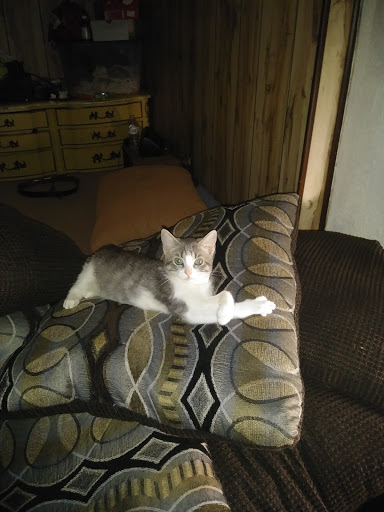 Pet Supply Store «PetSmart», reviews and photos, 13927 New Halls Ferry Road, Florissant, MO 63033, USA