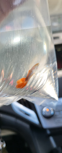 Pet Supply Store «Village Pet Shop», reviews and photos, 3008 Pacific Ave, Livermore, CA 94550, USA