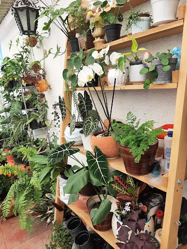 Plantas en casa