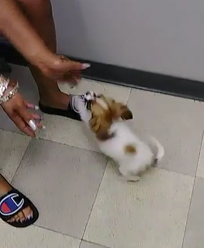 Pet Store «Petland Las Vegas», reviews and photos, 8800 W Charleston Blvd #3, Las Vegas, NV 89145, USA