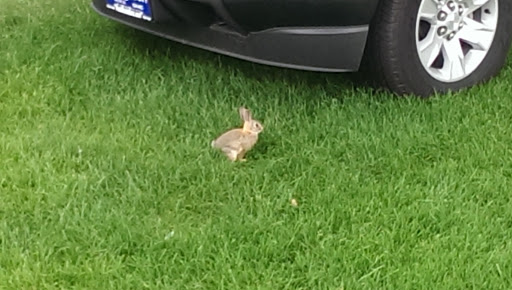 GMC Dealer «Ferguson Buick GMC», reviews and photos, 950 S Academy Blvd, Colorado Springs, CO 80910, USA