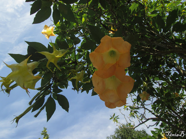 Jardins Barreira - Rio Maior