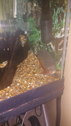 Tropical Fish Store «J B Tropical Fish», reviews and photos, 1950 N Black Horse Pike, Williamstown, NJ 08094, USA