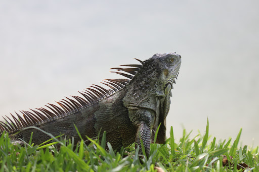 Park «Royal Palm Park», reviews and photos, 1701 NW 38th St, Oakland Park, FL 33309, USA