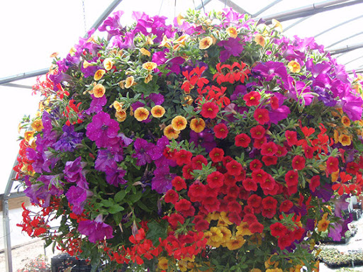 Florist «Platte Floral», reviews and photos, 1417 E Platte Ave, Colorado Springs, CO 80909, USA