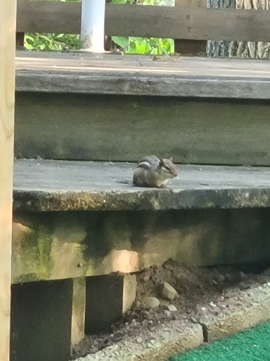 Miniature Golf Course «Willow Creek Golf & Sports Center», reviews and photos, 3120 S Lapeer Rd, Lake Orion, MI 48359, USA