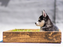 Fresh Patch Real Grass - Photo 7 - Car repair in Oxnard, CA, Oxnard