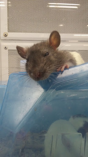 Pet Supply Store «Petco Animal Supplies», reviews and photos, 513 S Mason Rd, Katy, TX 77450, USA