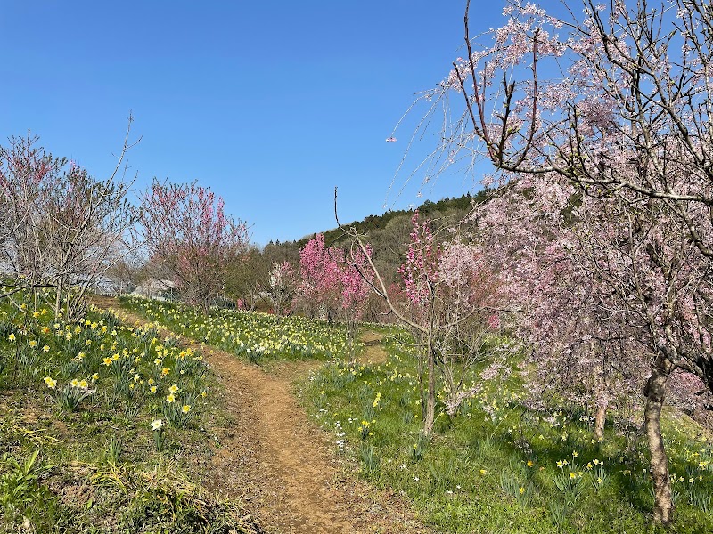 花桃と水仙の丘