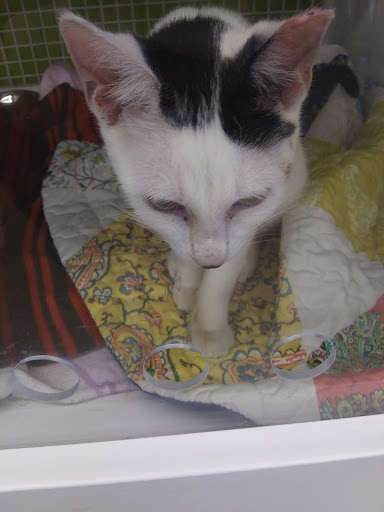 Pet Supply Store «Petco Animal Supplies», reviews and photos, 6720 Fox Centre Pkwy, Gloucester Courthouse, VA 23061, USA