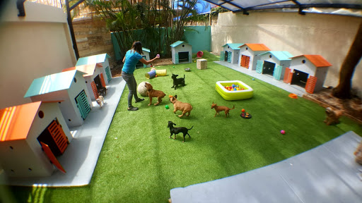 Pet Mansion