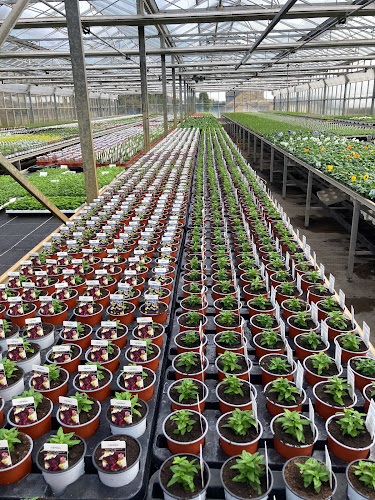 Comments and reviews of Swincar Nurseries