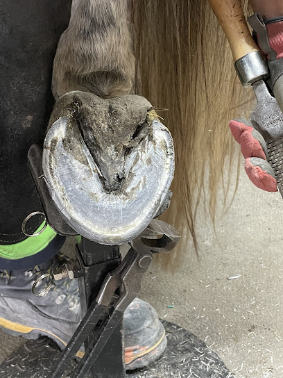 Primeau And Ruck Farrier Service