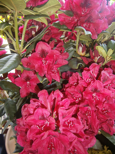 Pet Supply Store «CountryMax - Brockport», reviews and photos, 4875 Lake Rd N, Brockport, NY 14420, USA