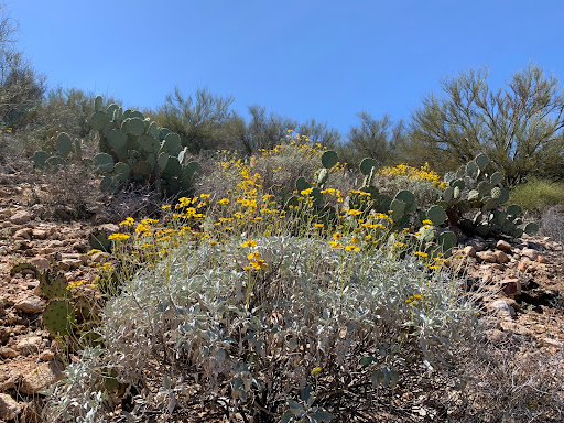 Tourist Attraction «Linda Vista Trail», reviews and photos, 730 E Linda Vista Rd, Oro Valley, AZ 85737, USA