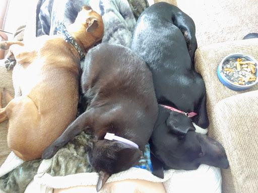 Pet Supply Store «Petco Animal Supplies», reviews and photos, 16095 W Bluemound Rd, Brookfield, WI 53005, USA