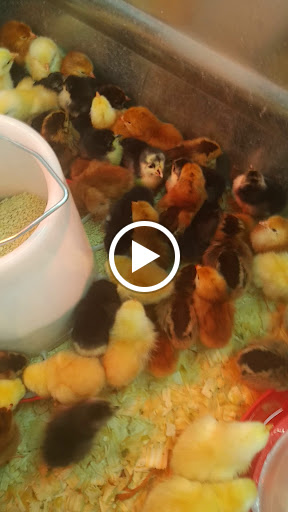 Home Improvement Store «Tractor Supply Co.», reviews and photos, 5431 Southern Maryland Blvd, Lothian, MD 20711, USA