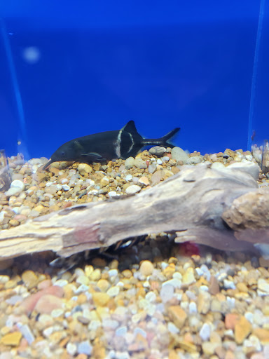 Tropical Fish Store «Optimum Aquarium», reviews and photos, 840 Ernest W Barrett Pkwy NW #700, Kennesaw, GA 30144, USA