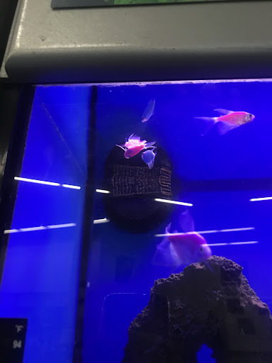 Pet Supply Store «Petco Animal Supplies», reviews and photos, 11639 S Pkwy Plaza Dr, South Jordan, UT 84095, USA