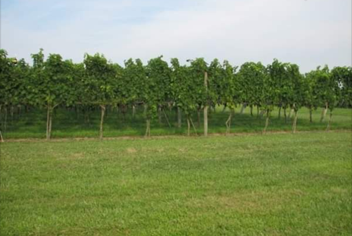 Vineyard «Chatham Vineyards & Winery», reviews and photos, 9232 Chatham Rd, Machipongo, VA 23405, USA