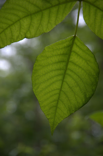Nature Preserve «Muttontown Preserve», reviews and photos, Jericho-Oyster Bay Road, East Norwich, NY 11732, USA